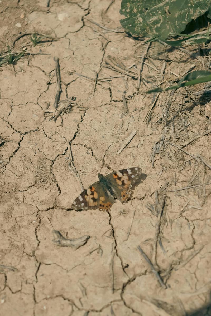 Cracked ground